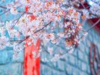 淮安春之宇网络科技有限公司