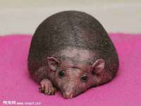 淮安春之宇网络科技有限公司