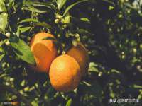 淮安春之宇网络科技有限公司